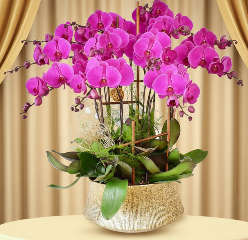 恭賀送禮蝴蝶蘭