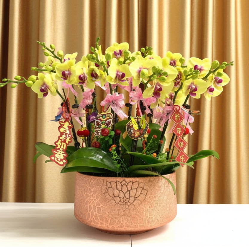 (孖昌迷你黃花)  新年蘭花 -  細花蝴蝶蘭花6菖 金盆   (附送 特式賀年掛飾)  MR.068