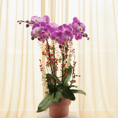 new-year-orchid-office-gift-2026.jpg