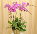 new-year-orchid-office-gift-2026.jpg