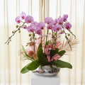 new-year-orchid-office-gift-2026.jpg