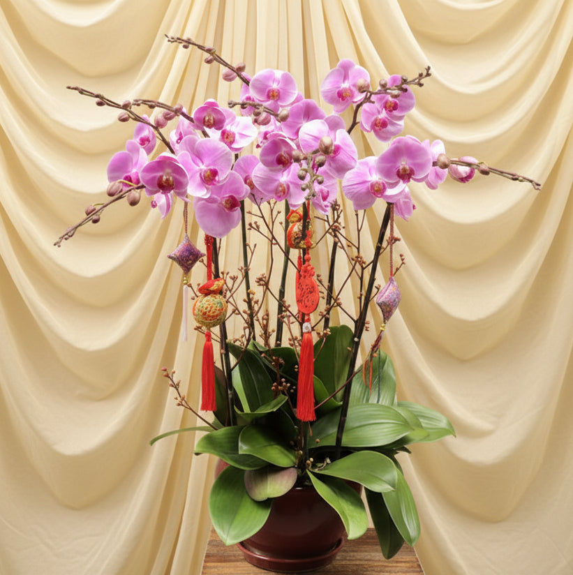 (淺粉紅)  新年蘭花 -  大花蝴蝶蘭花6菖 金盆   (附送 特式賀年掛飾)  MR.064